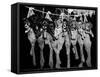 Puppies Hanging from a Clothesline-Bettmann-Framed Stretched Canvas