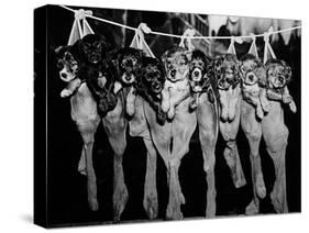Puppies Hanging from a Clothesline-Bettmann-Stretched Canvas
