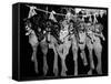 Puppies Hanging from a Clothesline-Bettmann-Framed Stretched Canvas