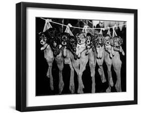 Puppies Hanging from a Clothesline-Bettmann-Framed Premium Photographic Print