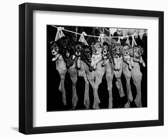 Puppies Hanging from a Clothesline-Bettmann-Framed Photographic Print