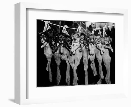 Puppies Hanging from a Clothesline-Bettmann-Framed Photographic Print