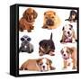 Puppies of Different Breeds, Dachshund, Shar Pei, Rottweiler, Bulldog, French Bulldog.-Lilun-Framed Stretched Canvas