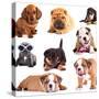 Puppies of Different Breeds, Dachshund, Shar Pei, Rottweiler, Bulldog, French Bulldog.-Lilun-Stretched Canvas