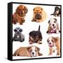 Puppies of Different Breeds, Dachshund, Shar Pei, Rottweiler, Bulldog, French Bulldog.-Lilun-Framed Stretched Canvas