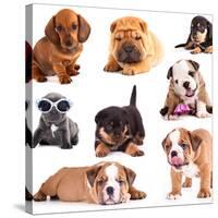 Puppies of Different Breeds, Dachshund, Shar Pei, Rottweiler, Bulldog, French Bulldog.-Lilun-Stretched Canvas