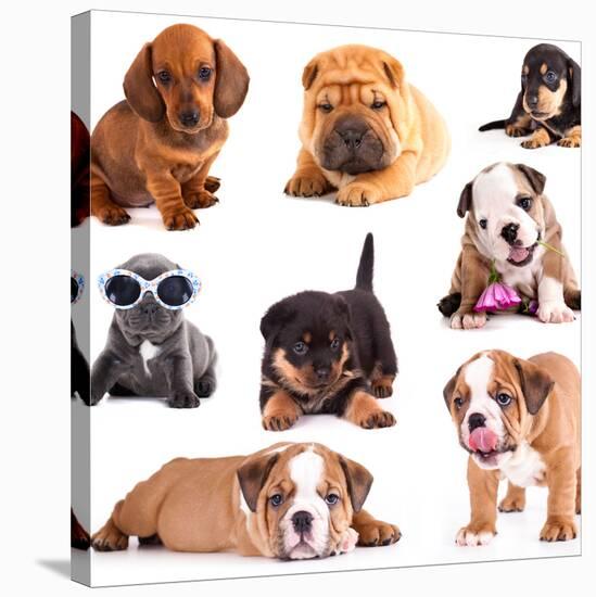 Puppies of Different Breeds, Dachshund, Shar Pei, Rottweiler, Bulldog, French Bulldog.-Lilun-Stretched Canvas