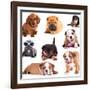 Puppies of Different Breeds, Dachshund, Shar Pei, Rottweiler, Bulldog, French Bulldog.-Lilun-Framed Photographic Print