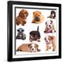 Puppies of Different Breeds, Dachshund, Shar Pei, Rottweiler, Bulldog, French Bulldog.-Lilun-Framed Photographic Print