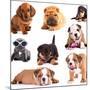 Puppies of Different Breeds, Dachshund, Shar Pei, Rottweiler, Bulldog, French Bulldog.-Lilun-Mounted Photographic Print