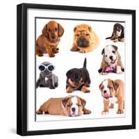 Puppies of Different Breeds, Dachshund, Shar Pei, Rottweiler, Bulldog, French Bulldog.-Lilun-Framed Photographic Print