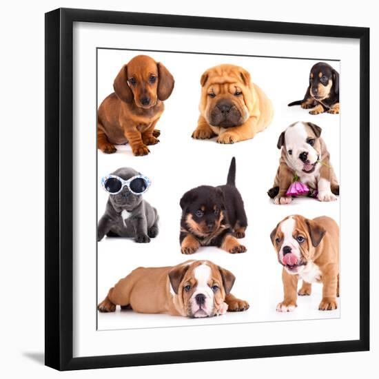 Puppies of Different Breeds, Dachshund, Shar Pei, Rottweiler, Bulldog, French Bulldog.-Lilun-Framed Photographic Print