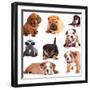 Puppies of Different Breeds, Dachshund, Shar Pei, Rottweiler, Bulldog, French Bulldog.-Lilun-Framed Photographic Print