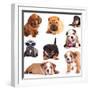 Puppies of Different Breeds, Dachshund, Shar Pei, Rottweiler, Bulldog, French Bulldog.-Lilun-Framed Photographic Print