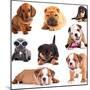 Puppies of Different Breeds, Dachshund, Shar Pei, Rottweiler, Bulldog, French Bulldog.-Lilun-Mounted Photographic Print