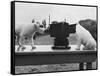 Puppies Play with Camera-null-Framed Stretched Canvas