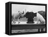 Puppies Play with Camera-null-Framed Stretched Canvas