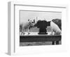 Puppies Play with Camera-null-Framed Photographic Print