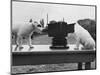 Puppies Play with Camera-null-Mounted Photographic Print