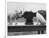 Puppies Play with Camera-null-Framed Photographic Print