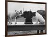 Puppies Play with Camera-null-Framed Photographic Print