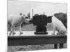 Puppies Play with Camera-null-Mounted Photographic Print