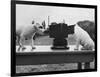 Puppies Play with Camera-null-Framed Photographic Print