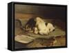 Puppies Sleeping-William Henry Hamilton Trood-Framed Stretched Canvas