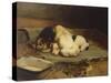 Puppies Sleeping-William Henry Hamilton Trood-Stretched Canvas