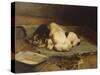 Puppies Sleeping-William Henry Hamilton Trood-Stretched Canvas