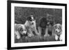 Puppies that will some day pull dog sleds Photograph - Alaska-Lantern Press-Framed Premium Giclee Print