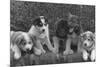 Puppies that will some day pull dog sleds Photograph - Alaska-Lantern Press-Mounted Premium Giclee Print