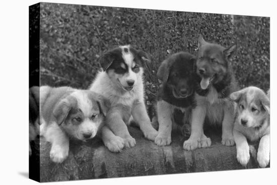 Puppies that will some day pull dog sleds Photograph - Alaska-Lantern Press-Stretched Canvas