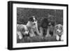 Puppies that will some day pull dog sleds Photograph - Alaska-Lantern Press-Framed Art Print