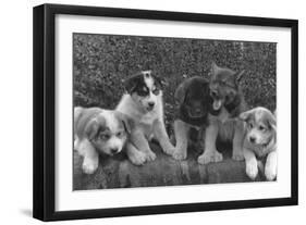 Puppies that will some day pull dog sleds Photograph - Alaska-Lantern Press-Framed Art Print