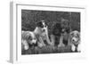 Puppies that will some day pull dog sleds Photograph - Alaska-Lantern Press-Framed Art Print