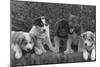 Puppies that will some day pull dog sleds Photograph - Alaska-Lantern Press-Mounted Art Print