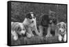 Puppies that will some day pull dog sleds Photograph - Alaska-Lantern Press-Framed Stretched Canvas