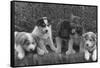 Puppies that will some day pull dog sleds Photograph - Alaska-Lantern Press-Framed Stretched Canvas