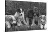 Puppies that will some day pull dog sleds Photograph - Alaska-Lantern Press-Stretched Canvas