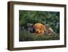 Puppies with Kitten-DLILLC-Framed Photographic Print