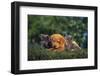 Puppies with Kitten-DLILLC-Framed Photographic Print