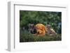 Puppies with Kitten-DLILLC-Framed Photographic Print