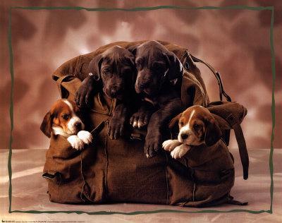 'Puppies' Posters | AllPosters.com