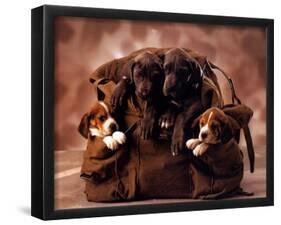 Puppies-null-Framed Poster