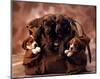 Puppies-null-Mounted Poster