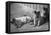 Puppies-null-Framed Stretched Canvas