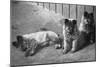 Puppies-null-Mounted Photographic Print