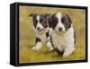 Puppies-John Silver-Framed Stretched Canvas