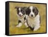 Puppies-John Silver-Framed Stretched Canvas